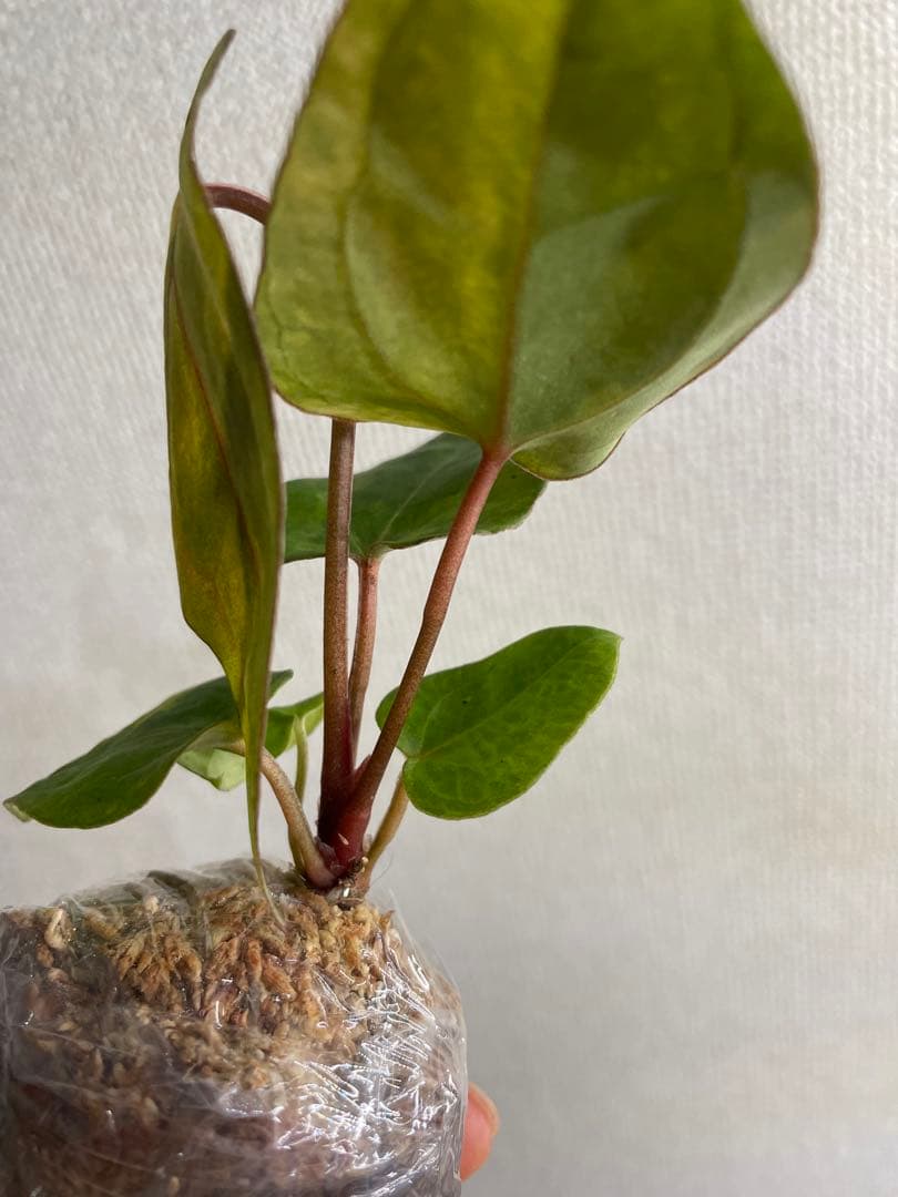 N*s様 Anthurium AOS✖️RVDP斑入り