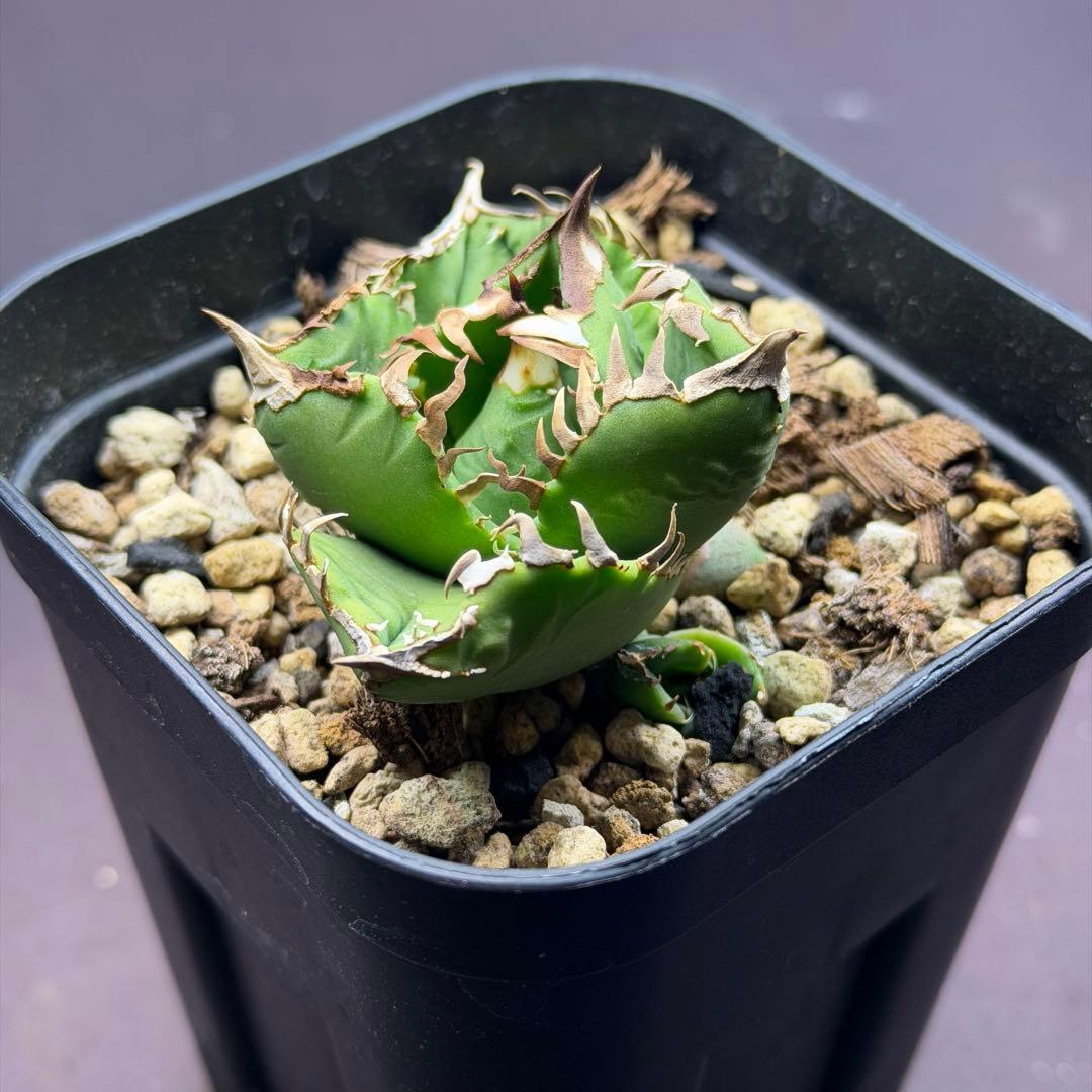 ドベクラ　クラウン　皇冠　子株二つ付き　抜き苗配送