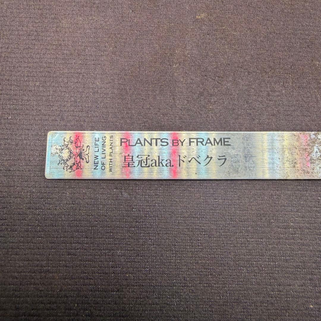 ドベクラ　クラウン　皇冠　子株二つ付き　抜き苗配送