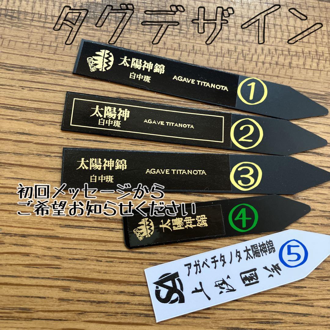 選抜　【匿名配送】　活着　特大　子株付き　アガべ　太陽神錦　白中斑　TC
