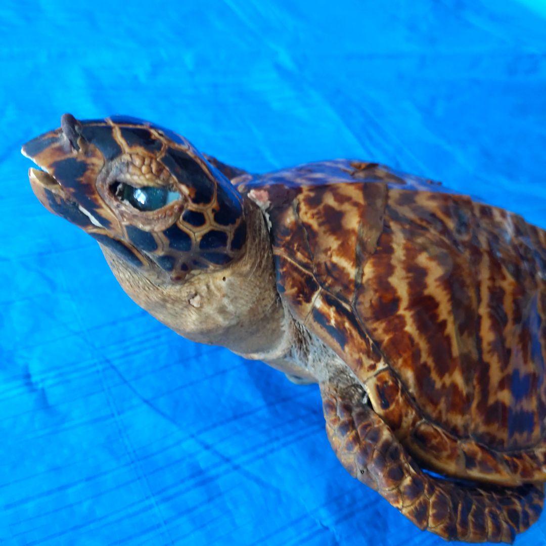 ①うみがめ科〚タイマイ〛はく製　 　壁掛けフックつき