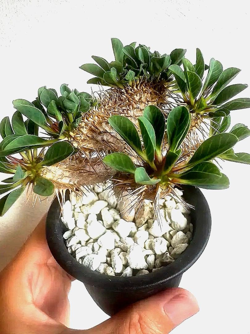 【綴化ver.】ユーフォルビア☆ギラウミニアナ