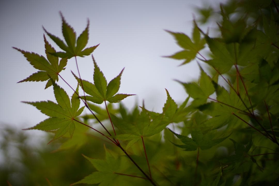 フィルムカメラ Nikon FE Black / Ai Nikkor 50mm F1.4