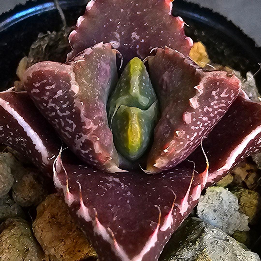 多肉植物 フォーカリア 魔獣の肉×紅蓮地獄(実生苗です)