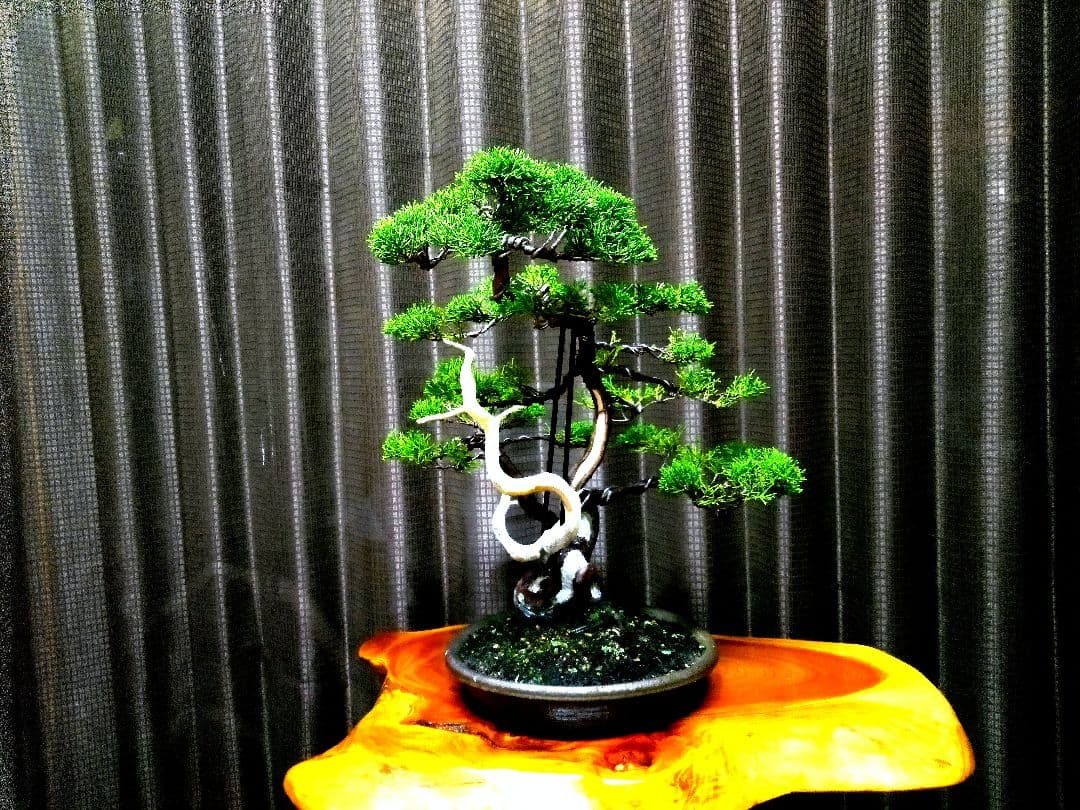 【中品　真柏盆栽】　　　　　　 ⭕足元注目お薦め品❗ ★あきちゃん様…専用★