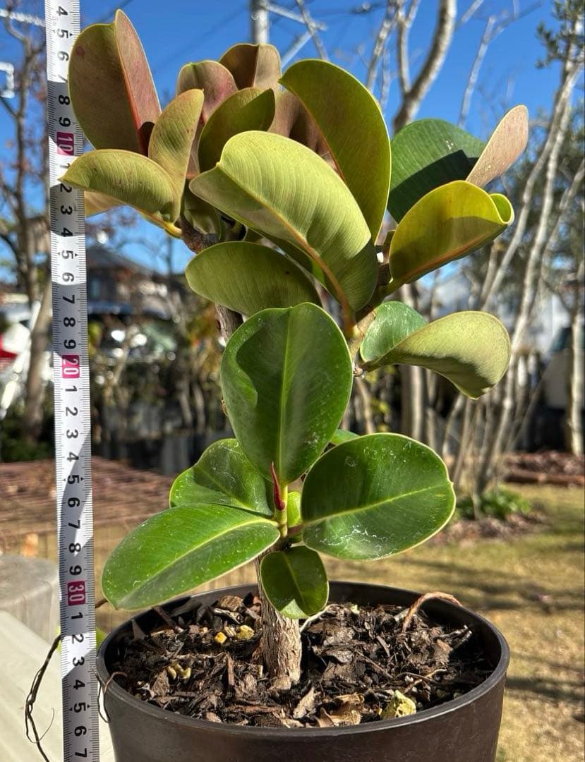 フィカス　マルコ　植物　インテリア