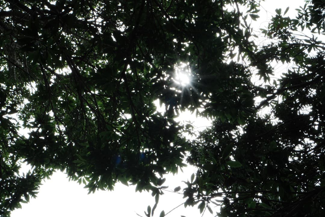 【美品】動作◎ SONY E 35mm F1.8 OSS 神レンズ 029