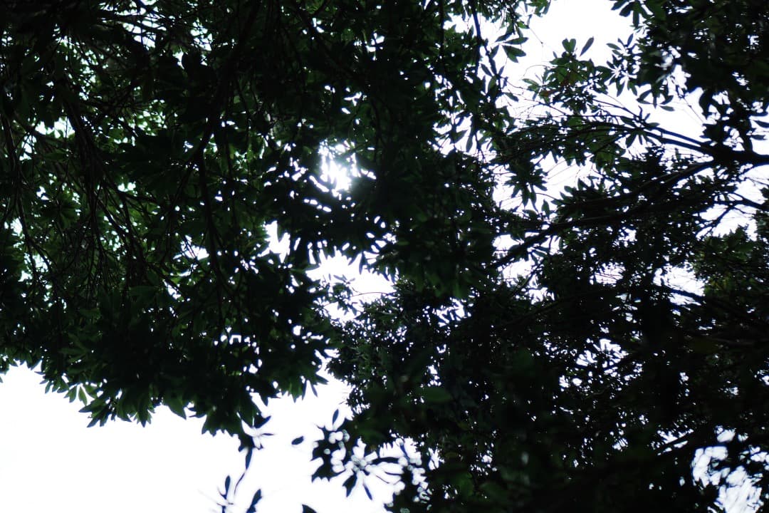 【美品】動作◎ SONY E 35mm F1.8 OSS 神レンズ 029