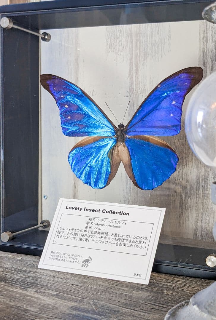 美品「レテノールモルフォ」標本　専用ケース付(ハンドメイド)