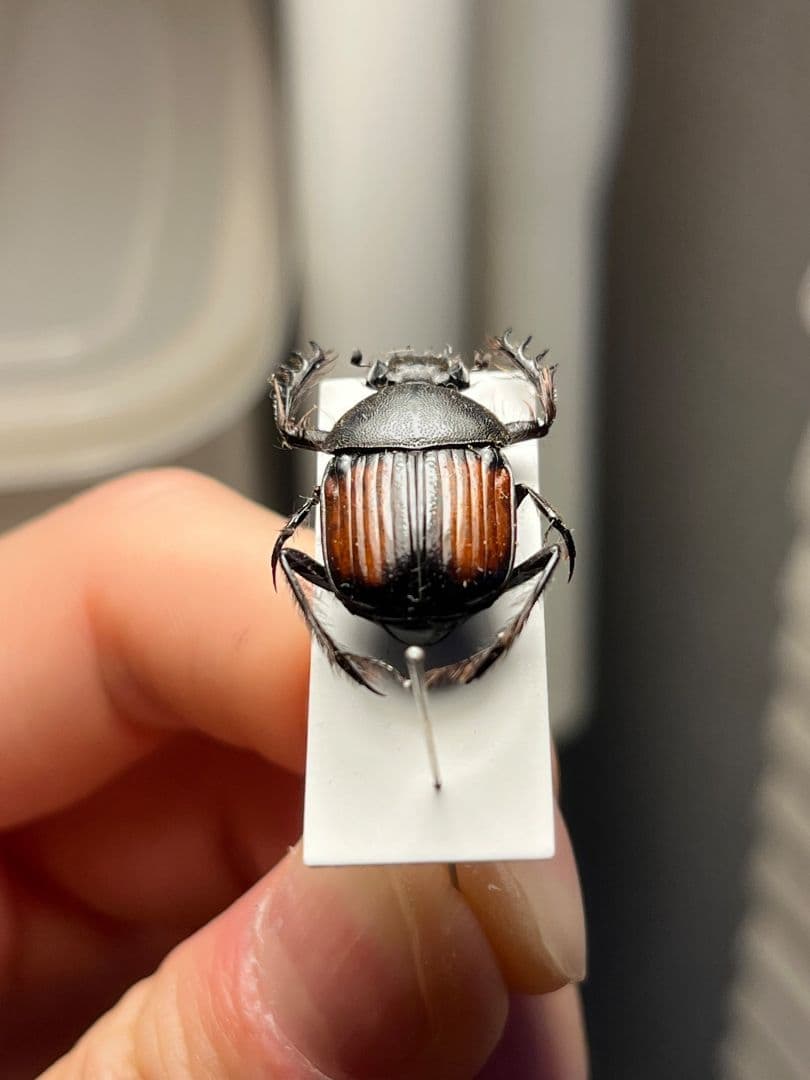 【21mm】ベニモンタマオシコガネ フンコロガシ糞虫とんでもない甲虫