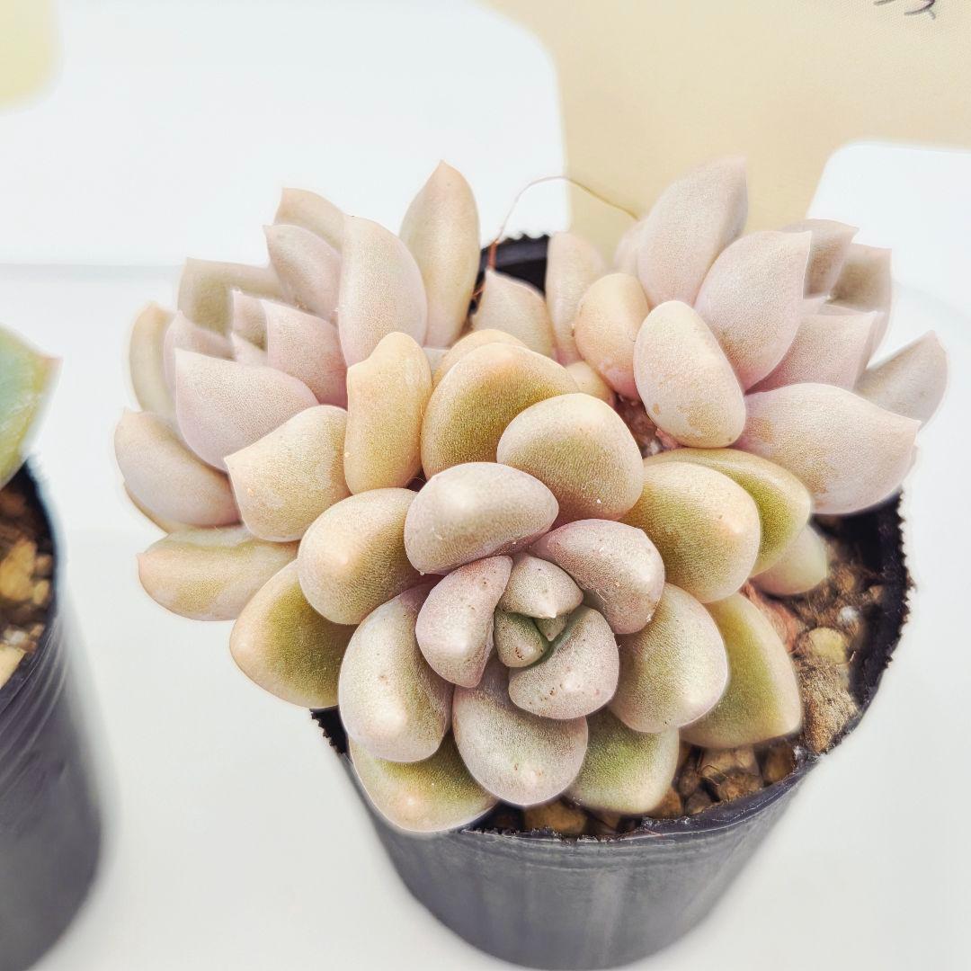 シナモン＠様 全10苗 ネコポス送料込