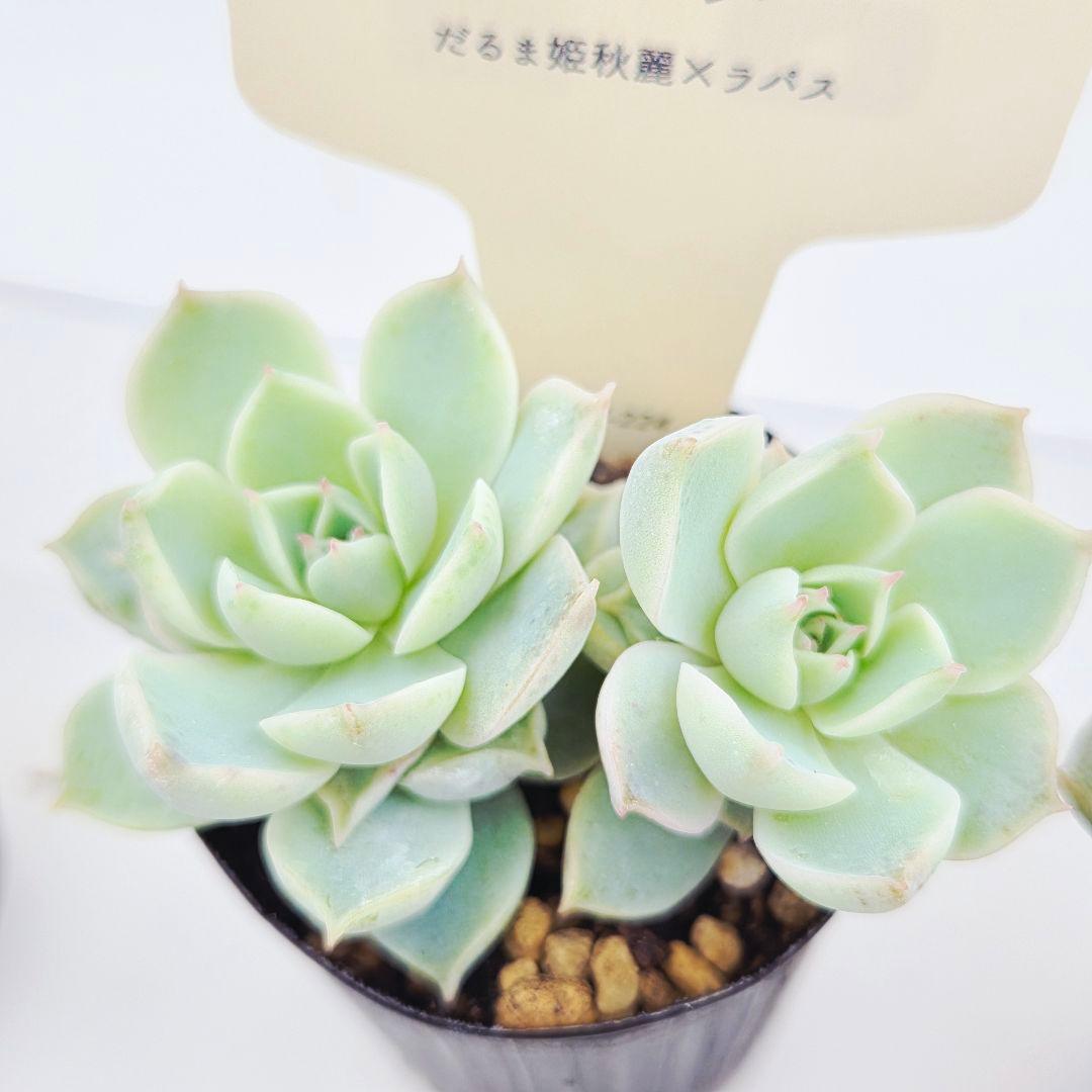 シナモン＠様 全10苗 ネコポス送料込