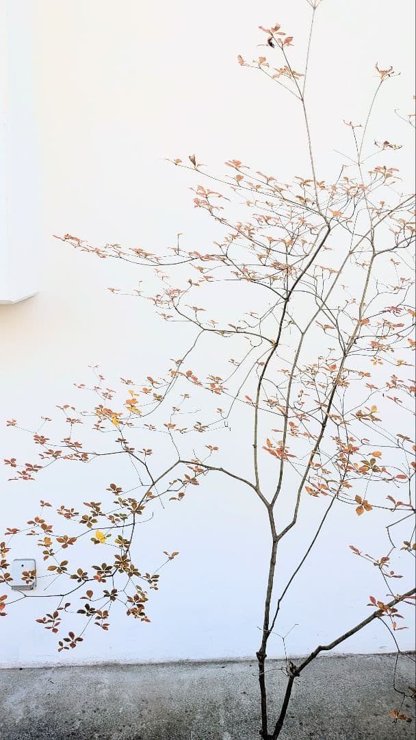 鮮美透涼。山採りドウダンツツジ。