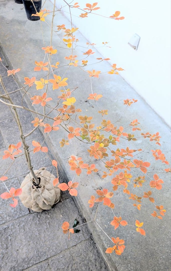 鮮美透涼。山採りドウダンツツジ。