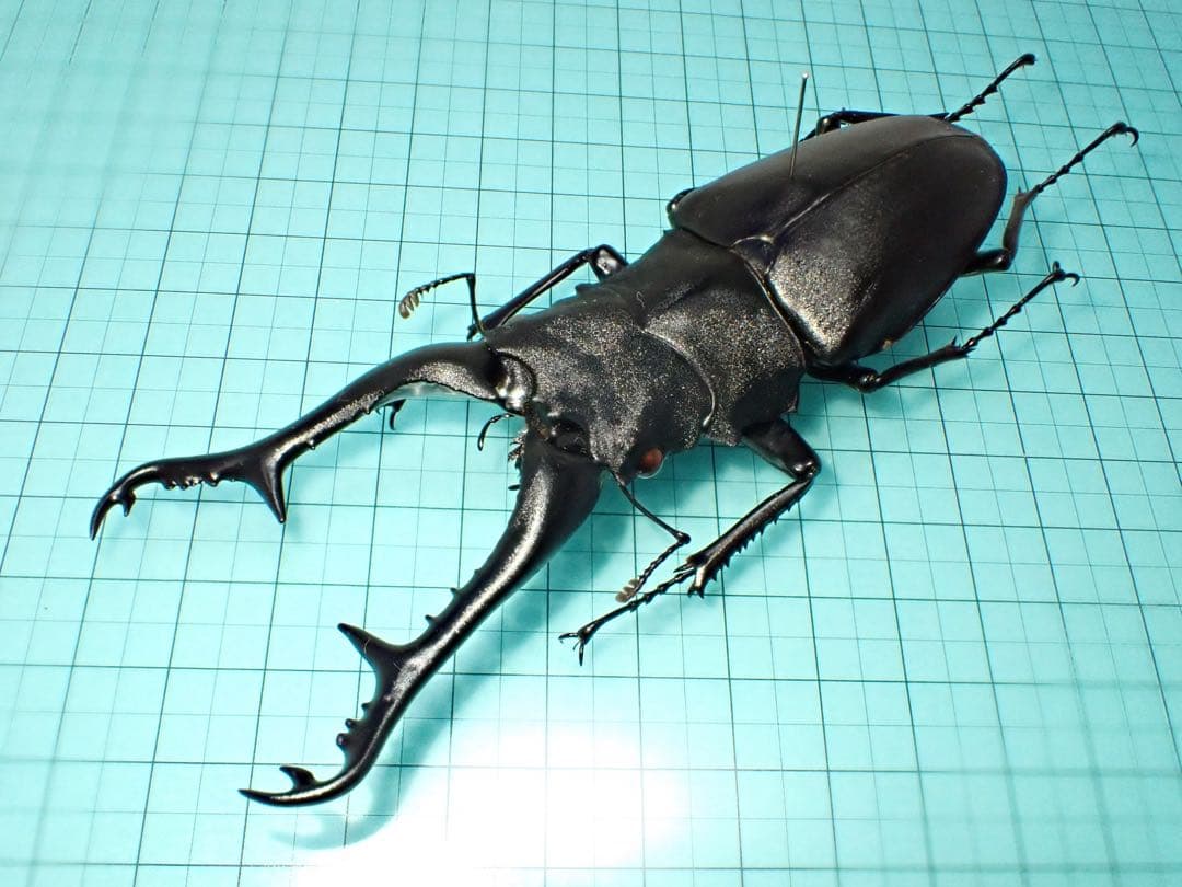 木内【標本】ギラファノコギリクワガタ　フローレス島産 113.3 野外品