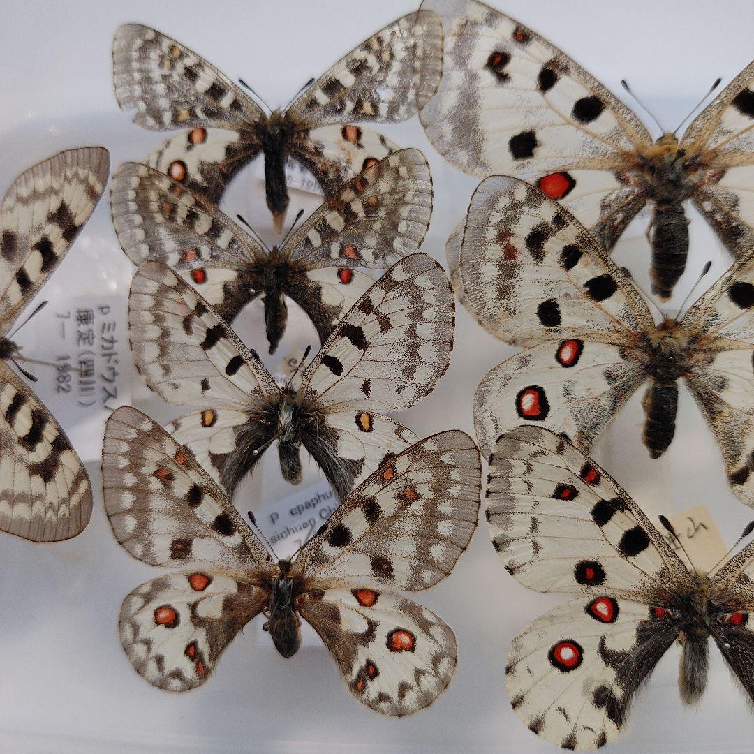 パルナシウス「5種」8頭