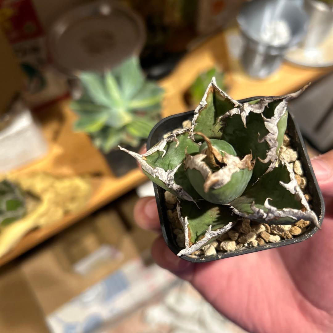 アガベ　海王［烈海王］×superシーザー×姫厳竜　S株特価　ボールタイプ　特価