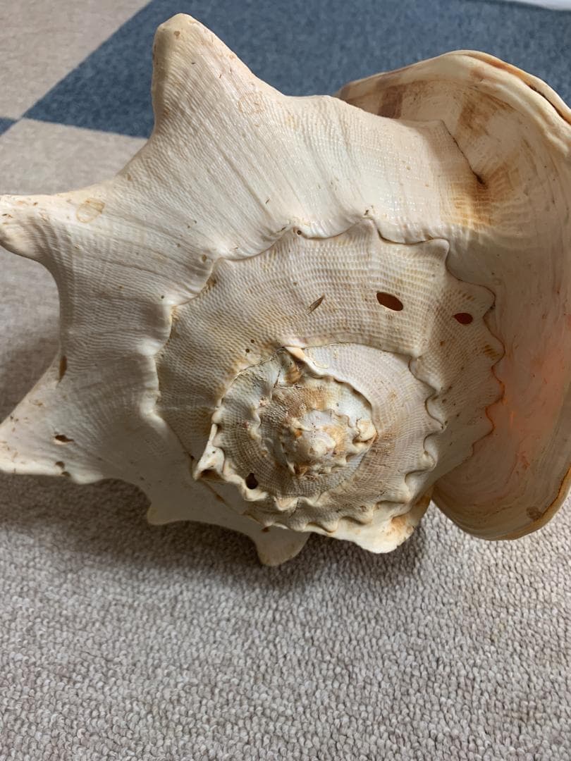 珍品　唐冠貝（トウカムリガイ）H23cmxW20cmxD23cm 美品