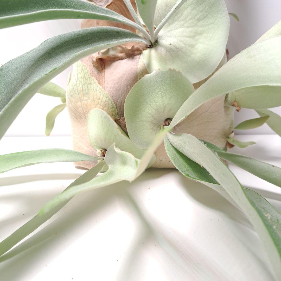 あ*す様 P.veitchii 大株 ビカクシダ 現品 観葉植物