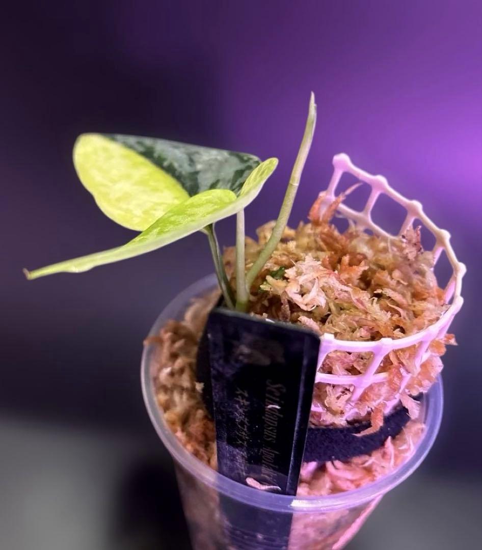 スキンダプサス　綺麗な　セット　F1