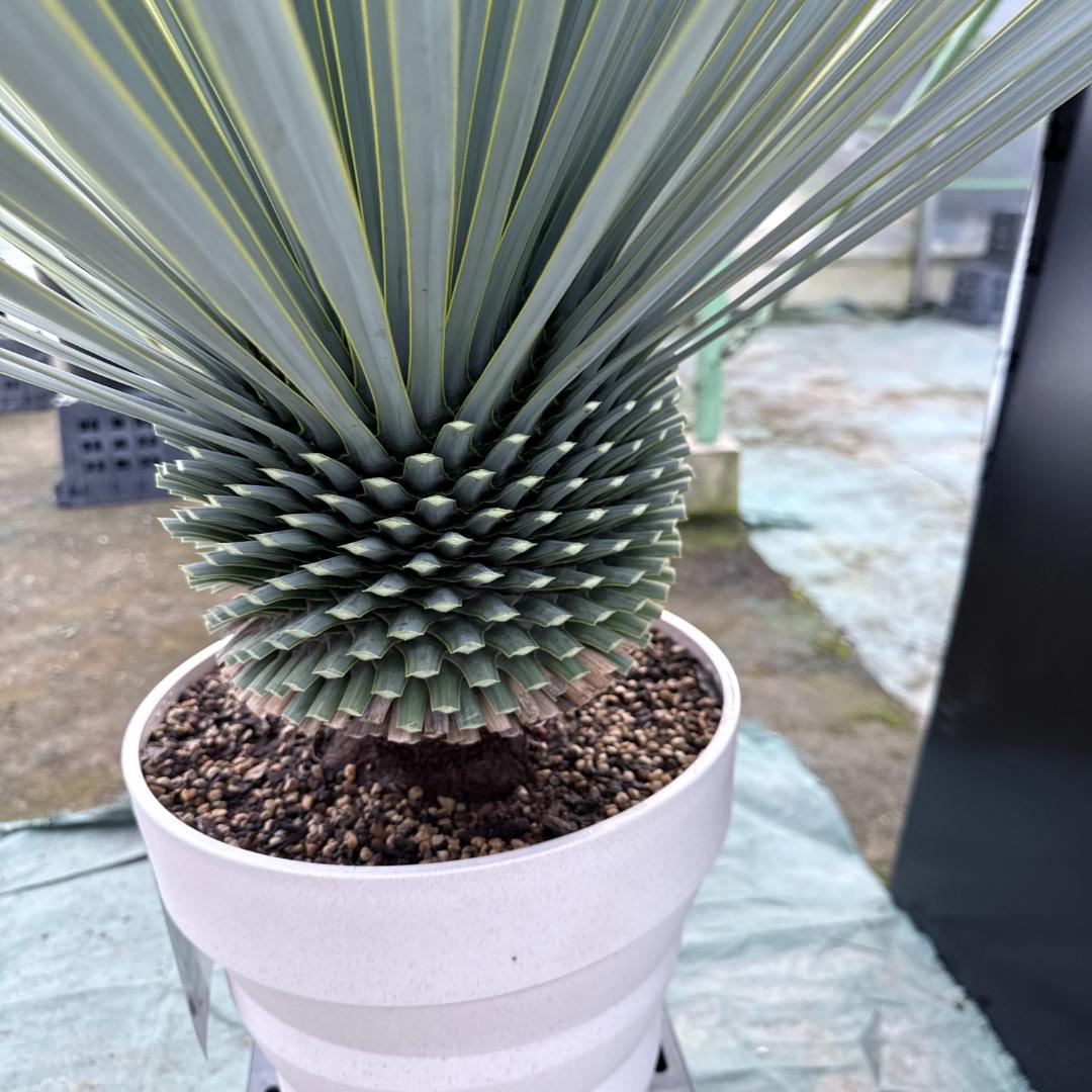 【AL1163】ユッカ　ロストラータ