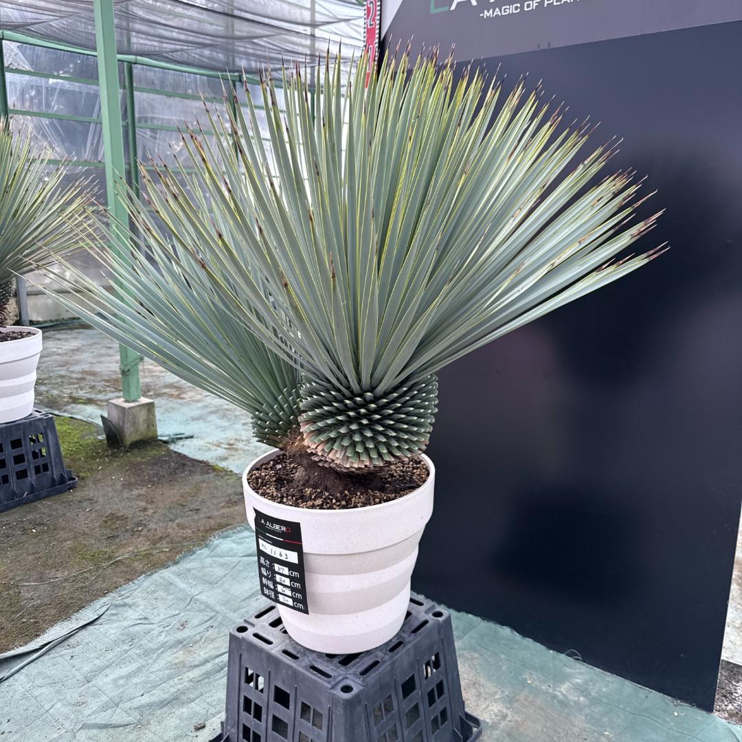 【AL1163】ユッカ　ロストラータ