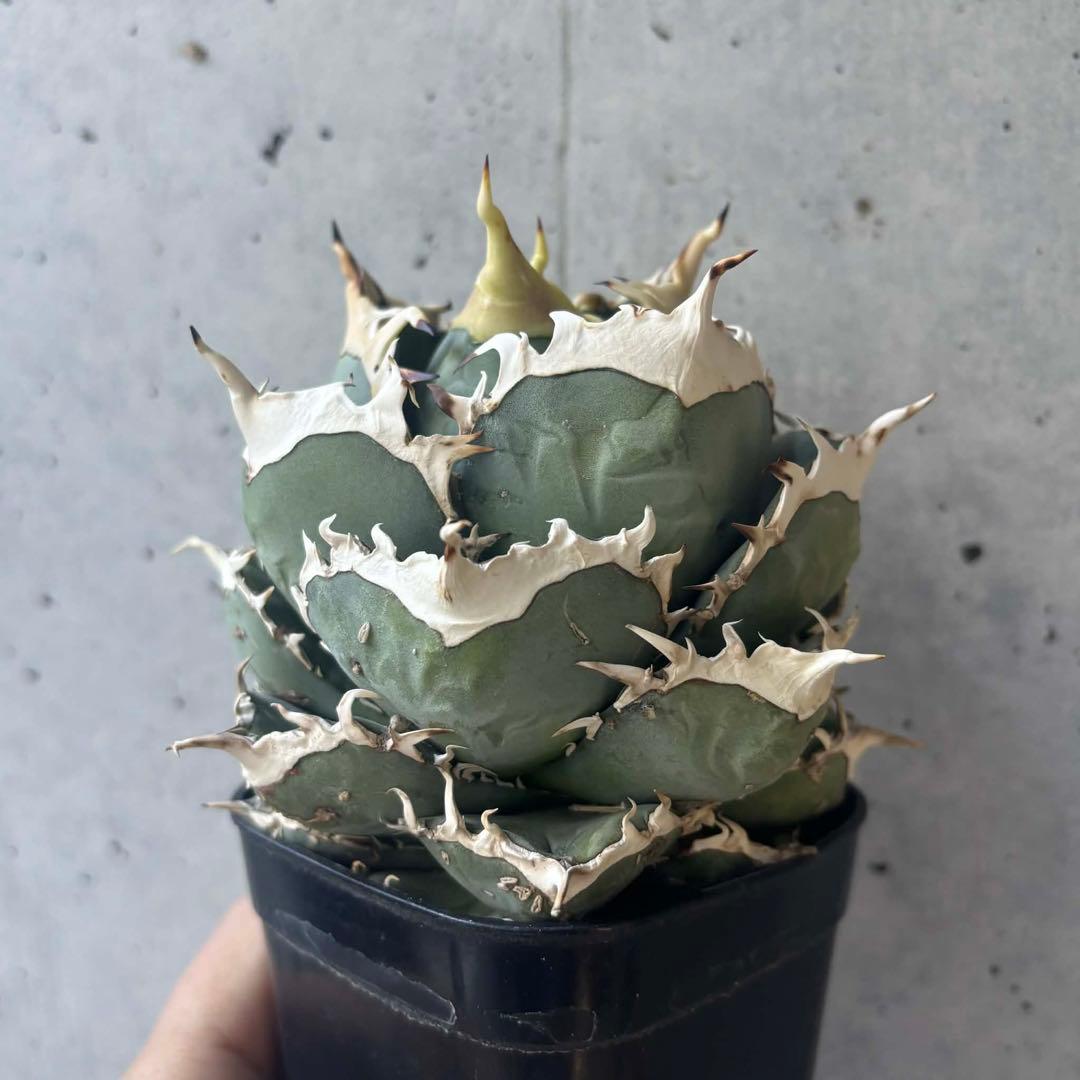 アガベ　オテロイ　実生　選抜株