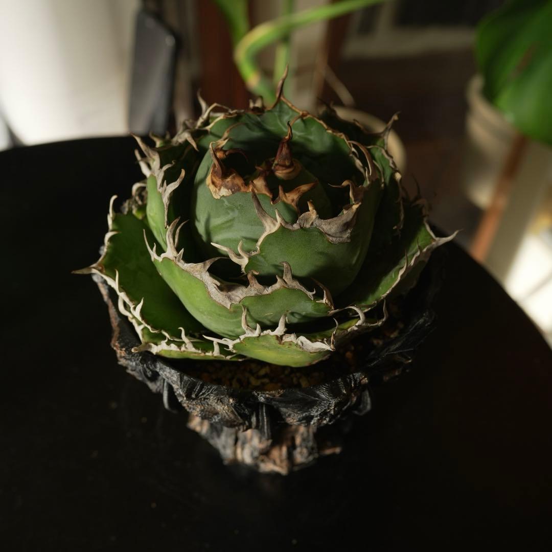 白鯨 親株 アガベ　チタノタ ボール型 鉢付き