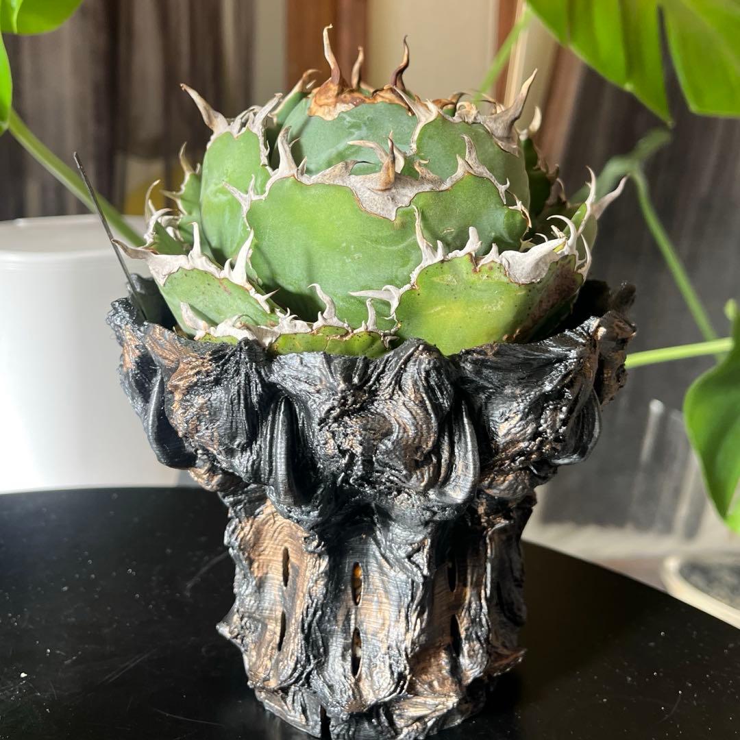 白鯨 親株 アガベ　チタノタ ボール型 鉢付き