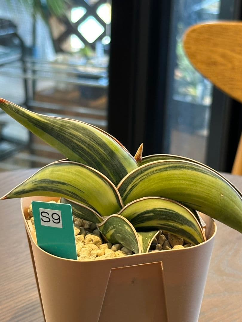 ☆S-9 超希少！大き目 サンスベリア ロリダ 斑入り ベアルート メルカリ便