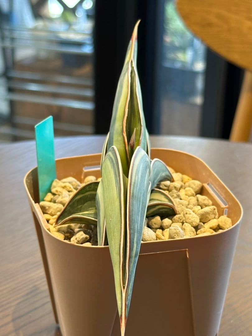 ☆S-9 超希少！大き目 サンスベリア ロリダ 斑入り ベアルート メルカリ便