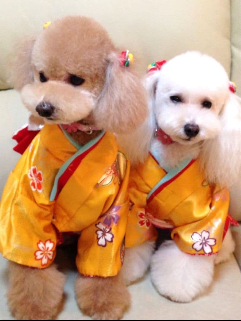 .‎˖٭*花柄水色犬用着物.‎˖٭*　犬服　犬服用お着物