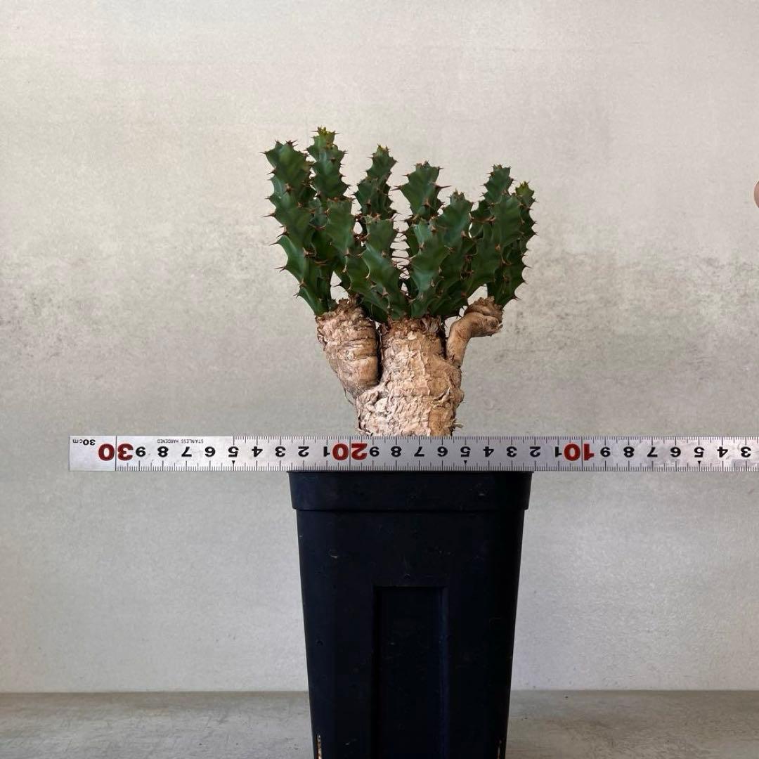 ユーフォルビア　クラビゲラ　現地球　Euphorbia clavigera