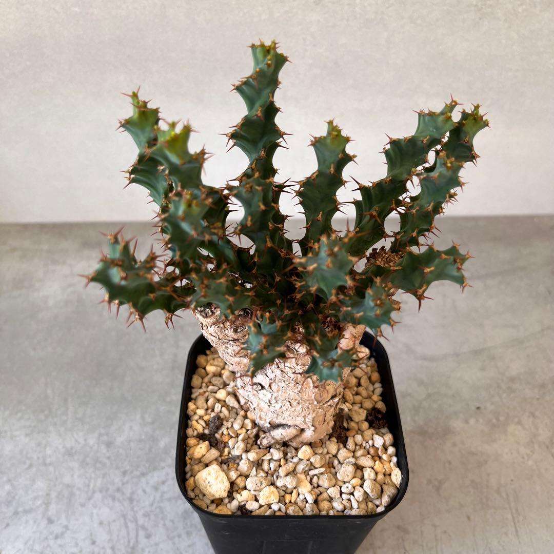 ユーフォルビア　クラビゲラ　現地球　Euphorbia clavigera