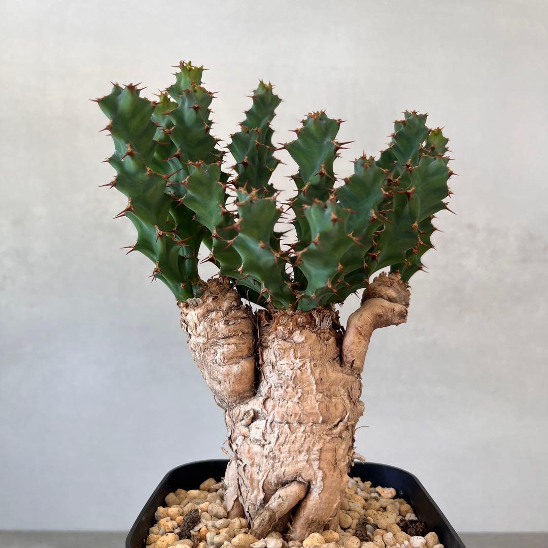 ユーフォルビア　クラビゲラ　現地球　Euphorbia clavigera