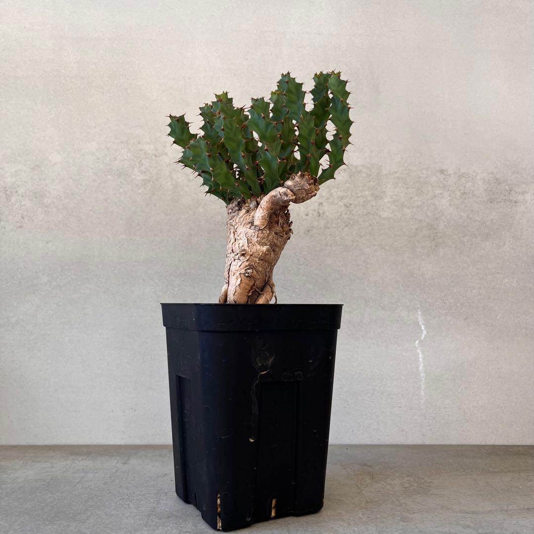 ユーフォルビア　クラビゲラ　現地球　Euphorbia clavigera