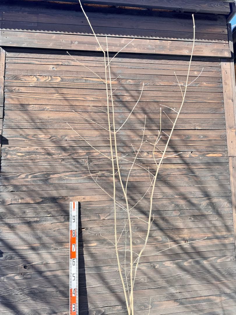 アオダモ/株立ち/自生山採り【現品発送】管理80017