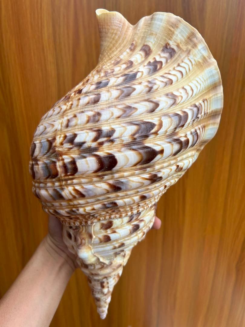 特大37.２ cm 法螺貝