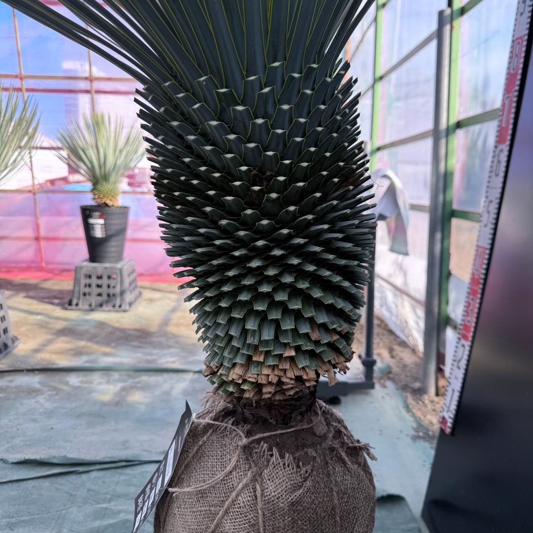 【AL1094】ユッカ　ロストラータ