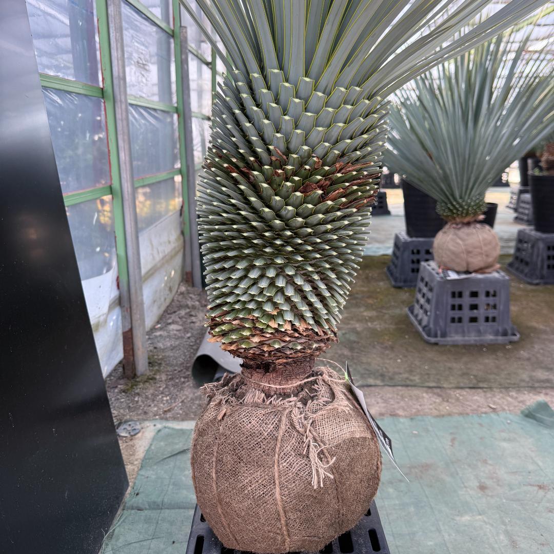 【AL1094】ユッカ　ロストラータ