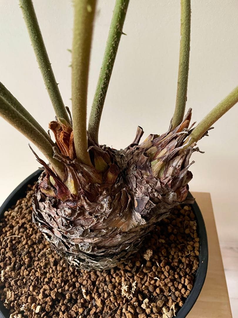 ザミア　フルフラセア　多頭　大株　希少　メキシコソテツ　ヒロハザミア