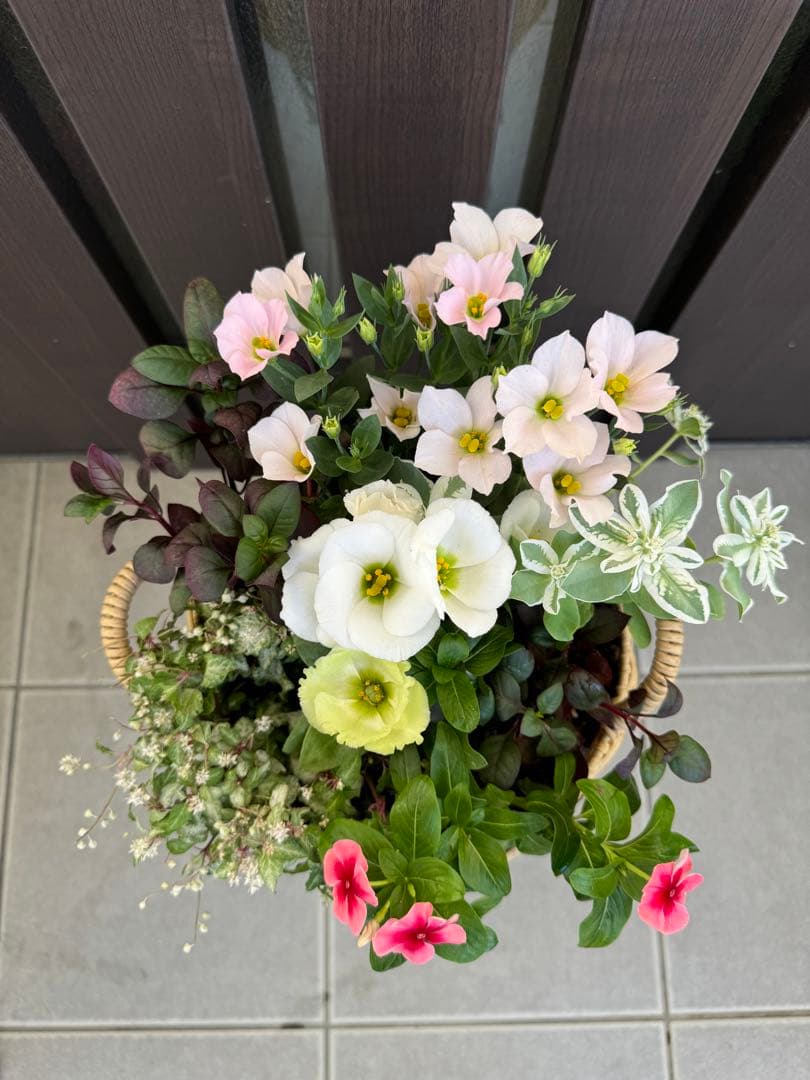 寄せ植え　花■秋の寄せ植え