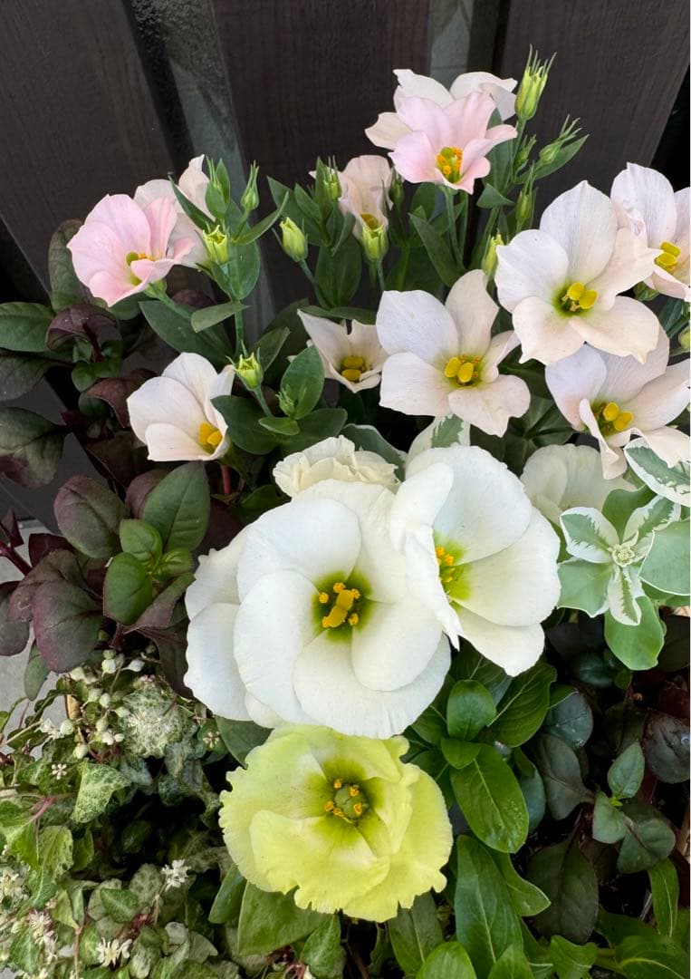 寄せ植え　花■秋の寄せ植え