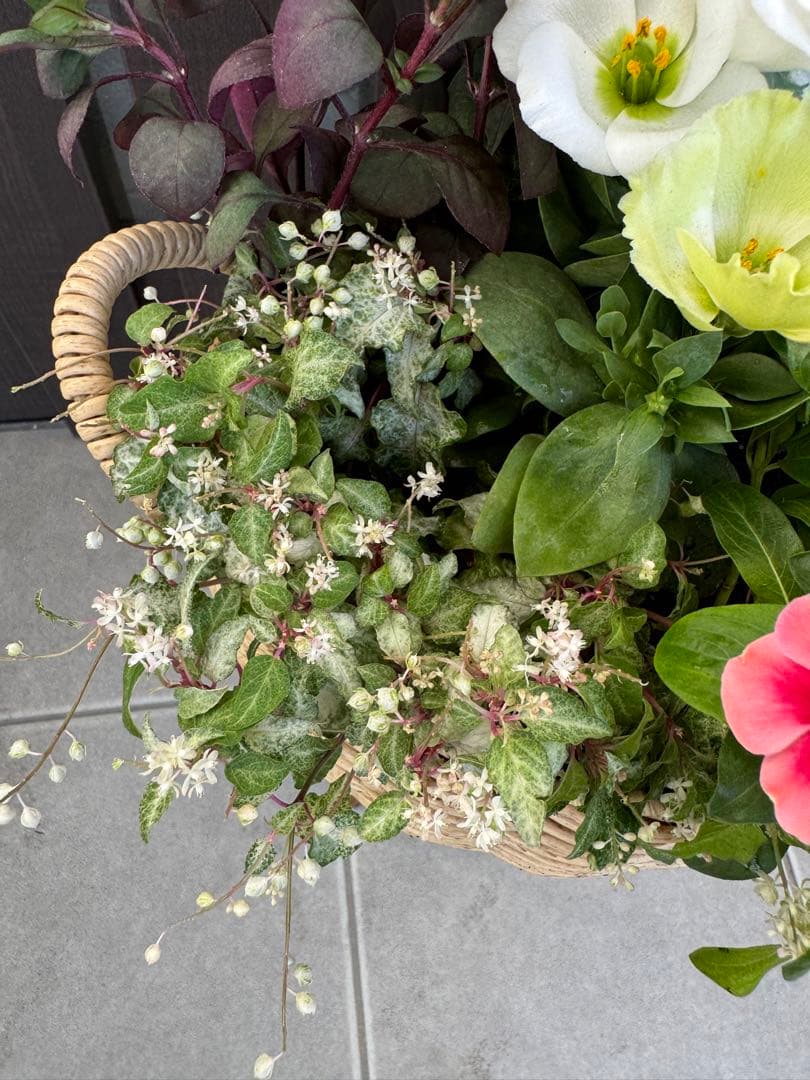 寄せ植え　花■秋の寄せ植え