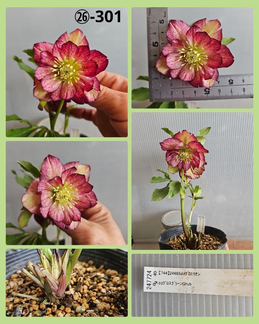 AYA♪LA、、、様ご購入苗㉖-254㉖-301クリスマスローズ