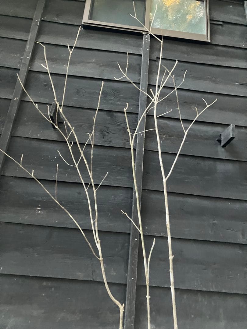 301 山採り　アオダモ