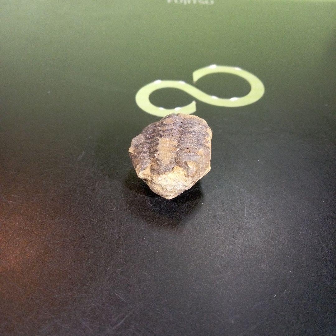 三葉虫　化石　fossil　海　ボリビア産　trilobite　海生動物網⑩