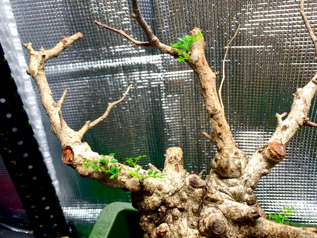 うったんさん専用　オペルクリカリアパキプス