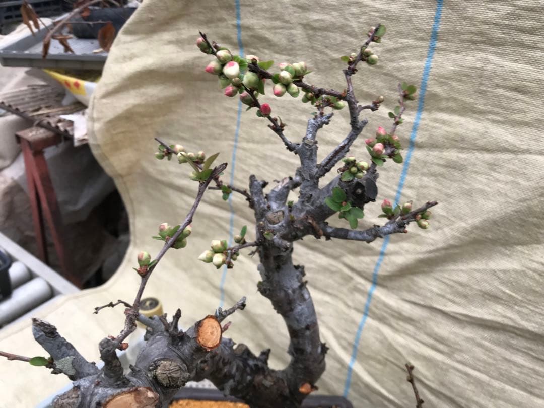 木瓜(ボケ)・放春花　安田錦　角鉢(大)(咲分け保証品)②