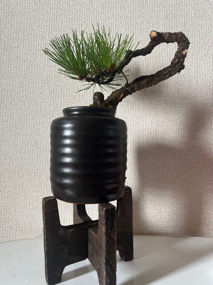 黒松盆栽